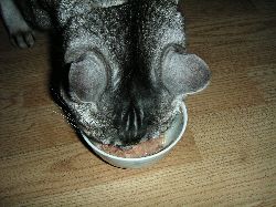 猫ましぐら。。。