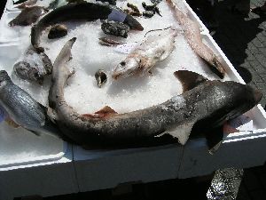 サメだよ！！