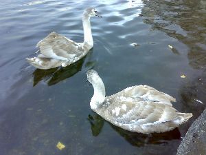 白鳥の子供