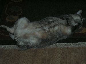 ごろごろ。。。