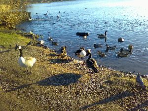 池の野鳥