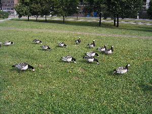 鳥の行進。。。