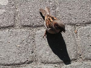 すずめ。。。