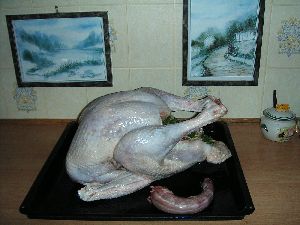 七面鳥のお姿