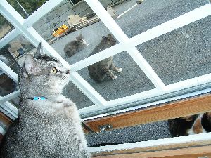 三毛ちゃんを狙う2匹と、三毛ちゃんは、シ～ザ～君を狙う