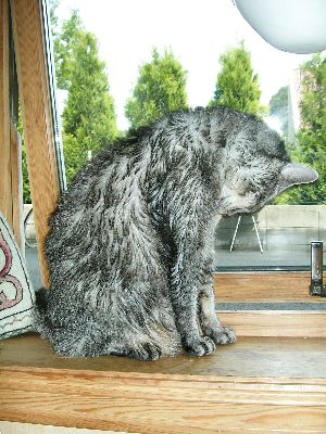 濡れ猫