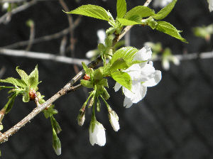 仙川の桜アップ３　11.04.10.jpg