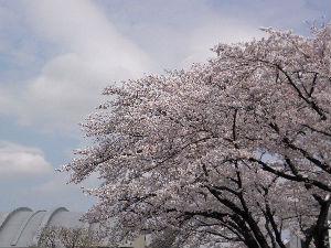 仙川東宝スタジオの桜５　11.04.10.jpg