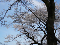 20090329-04.JPG