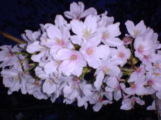 2008 夜桜2
