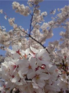 2008 桜2