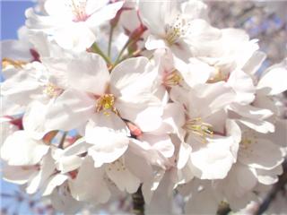 2008 桜3