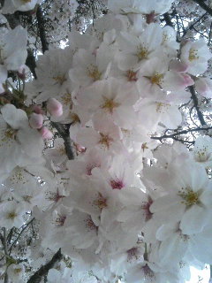 2007桜2