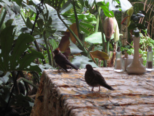 マノアＴｅａｒｏｏｍ　二羽の鳥さん