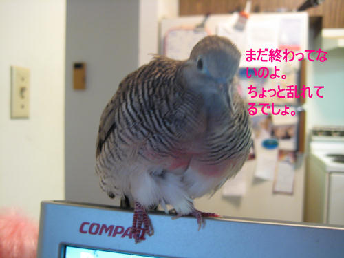 まだ終わってないのよ。ちょっと乱れているでしょ