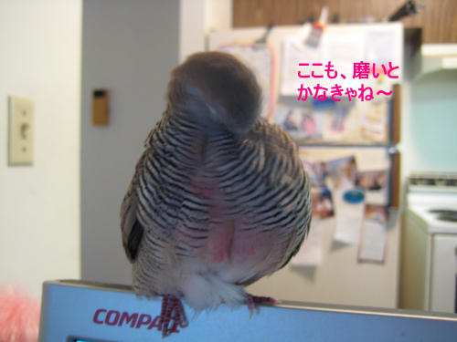 ここも磨いとかなきゃね