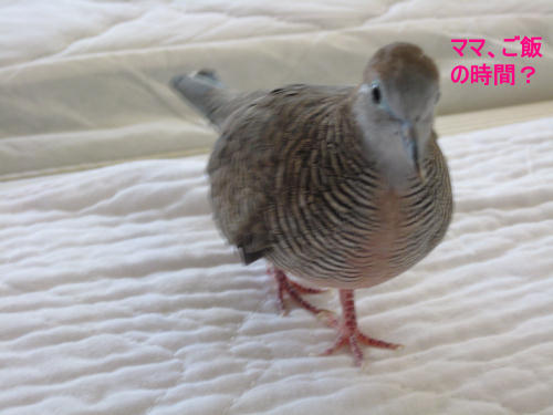 ママご飯の時間？