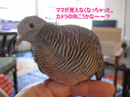 ママだ見えない、カメラの向こうかな