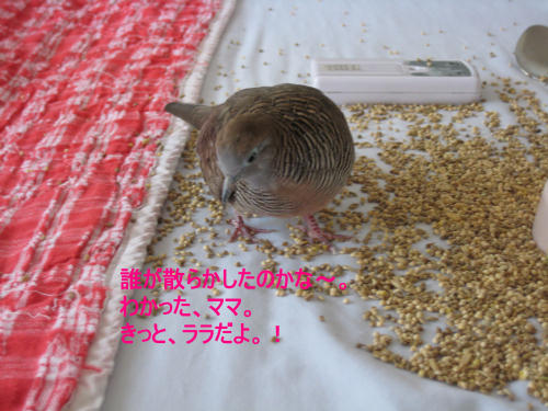 モモご飯の中２