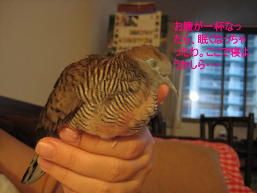 お腹一杯眠くなってきたわ