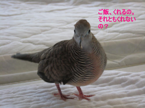 ご飯くれるのそれともくれないの？