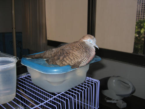 モモちゃんオネム