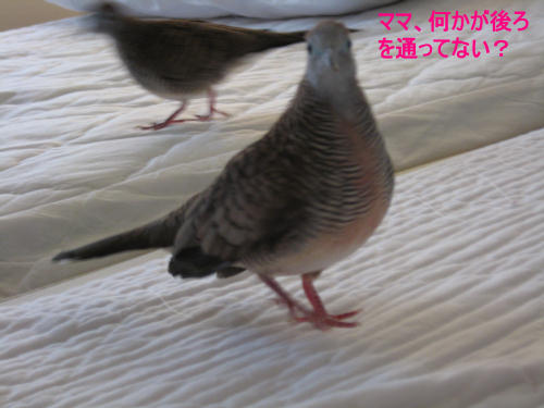 ママ、何かが後ろを取っていない？