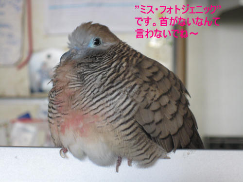 ミスフォトジェニック.首がないなんて言わないでね