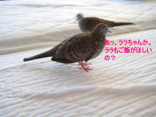 あっ、らラチャンか。ラらもご飯がほしいの？