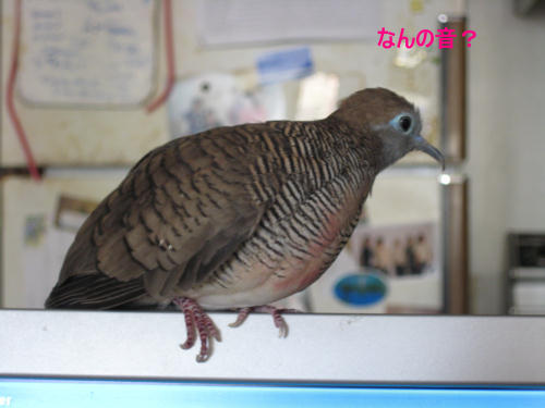 何の音?