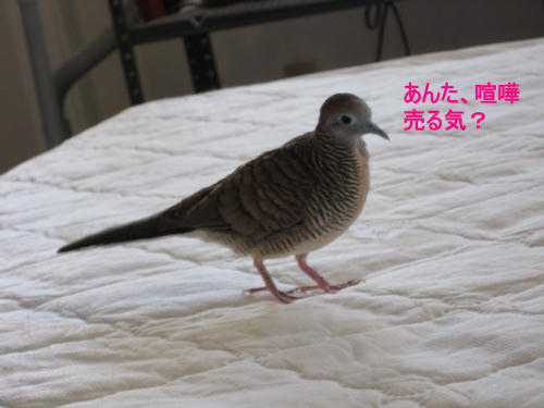 あんた、喧嘩売る気？