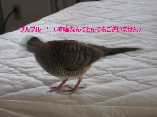 喧嘩なんてトンでもございません