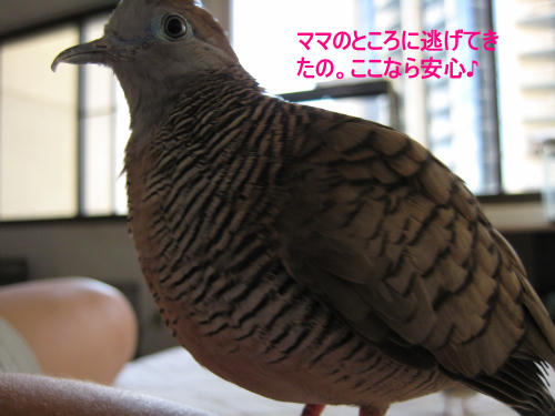 ママのところに逃げてきたの