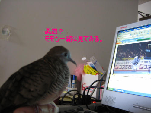 柔道?モモも一緒に見る