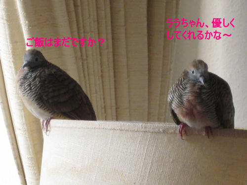 ララチャン優しくしてくれるから~