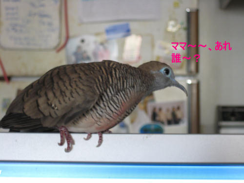 ママ、あれ誰~?