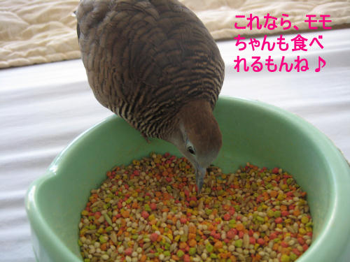 これならモモも食べる