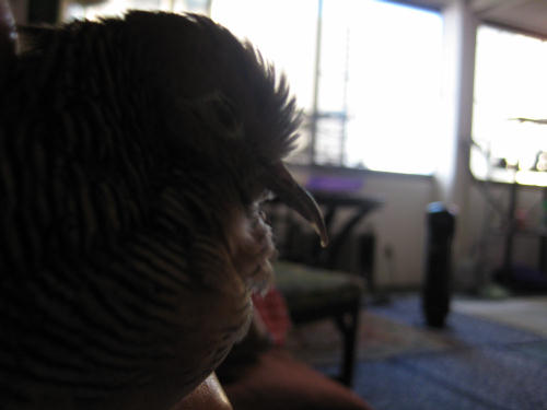 モモとくっつく