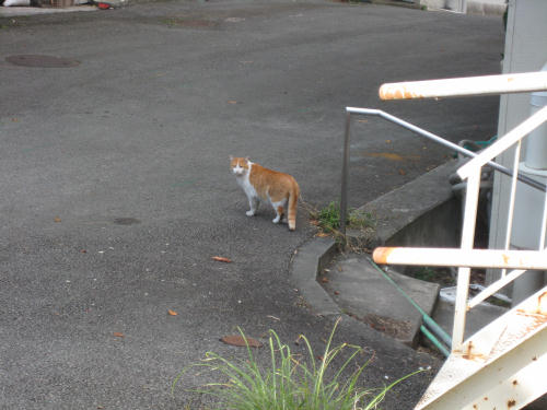 温泉近所の猫１