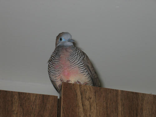 モモちゃんキャビネットの上