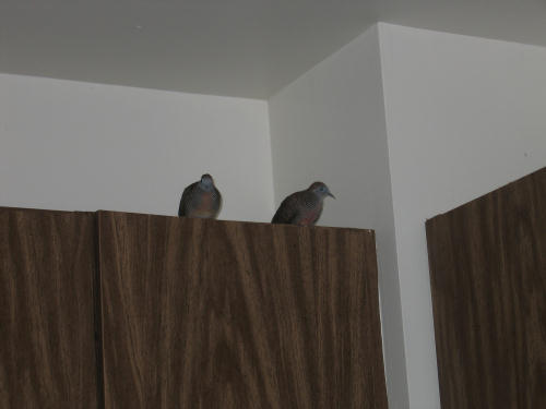 キャビネットの上のモモとララ