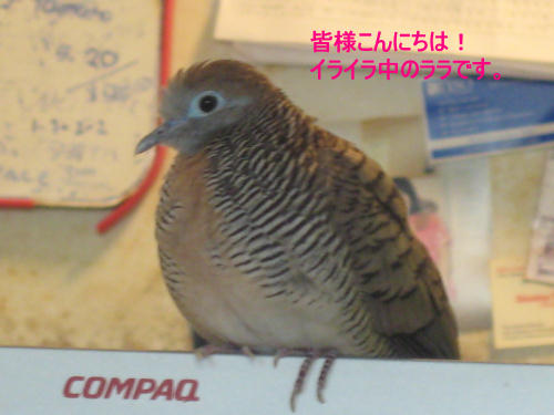 イライラ中のララ