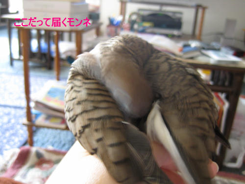 ここだって届くもんね