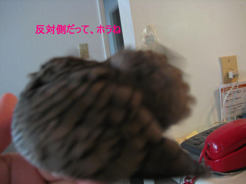 反対側だってほらね