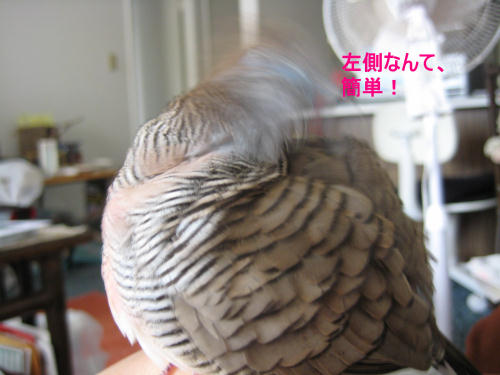 左側なんて簡単