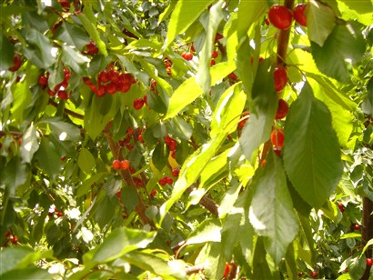 Cherry Picking-05.25.2008