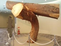 曲がった巨大杉