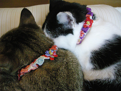 お年玉ももらったニャッ♪