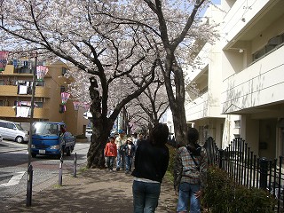 桜