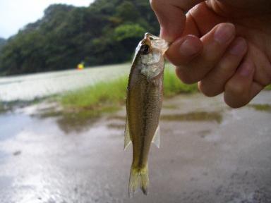 ばす